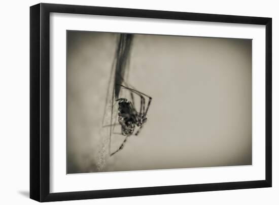 Spider 1-Pixie Pics-Framed Photographic Print