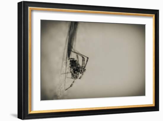 Spider 1-Pixie Pics-Framed Photographic Print