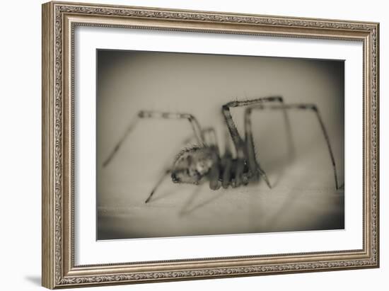 Spider 2-Pixie Pics-Framed Photographic Print