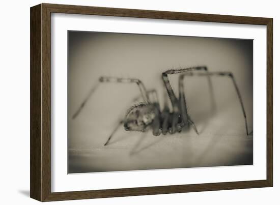 Spider 2-Pixie Pics-Framed Photographic Print