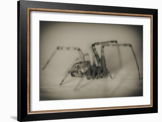 Spider 2-Pixie Pics-Framed Photographic Print