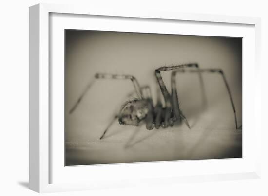 Spider 2-Pixie Pics-Framed Photographic Print