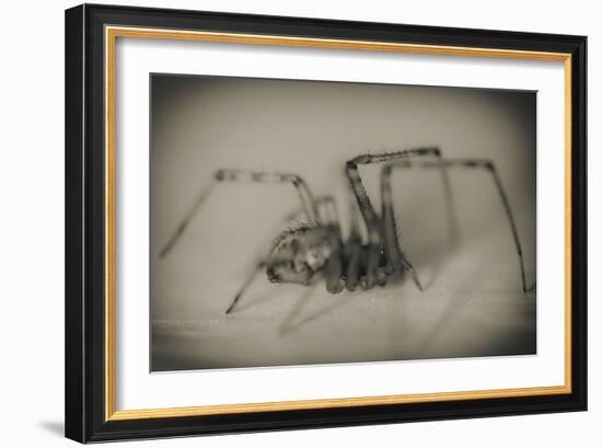 Spider 2-Pixie Pics-Framed Photographic Print