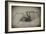 Spider 2-Pixie Pics-Framed Photographic Print