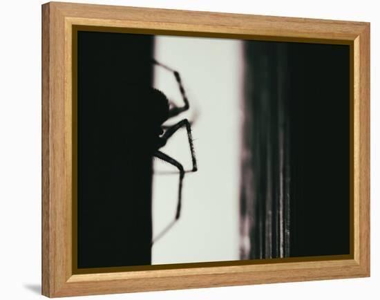 Spider 3-Pixie Pics-Framed Premier Image Canvas