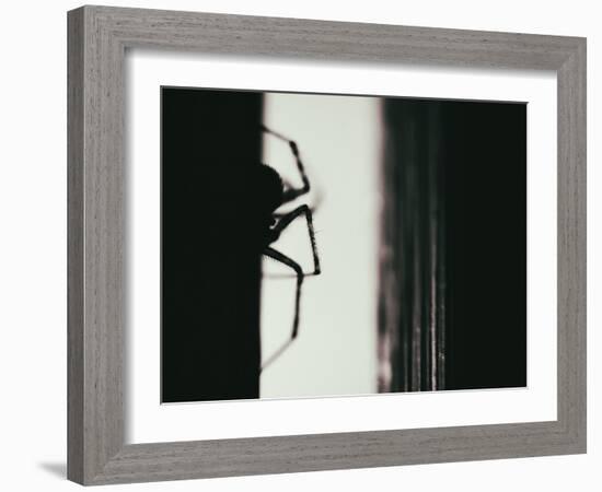 Spider 3-Pixie Pics-Framed Photographic Print