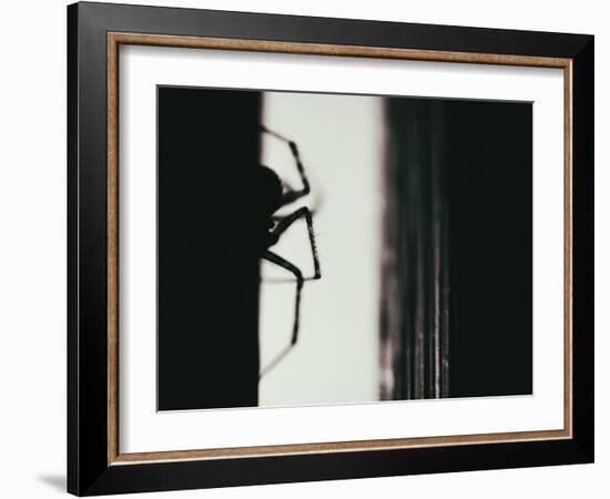 Spider 3-Pixie Pics-Framed Photographic Print