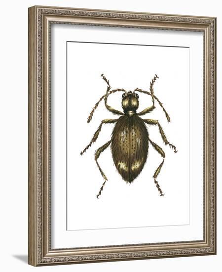 Spider Beetle Insect, Family Ptinidae, Suborder Polyphaga-Encyclopaedia Britannica-Framed Art Print