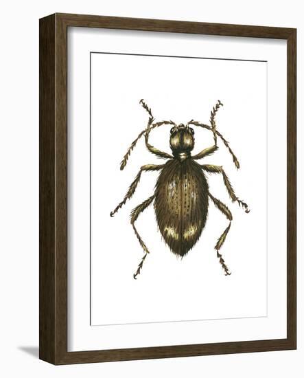 Spider Beetle Insect, Family Ptinidae, Suborder Polyphaga-Encyclopaedia Britannica-Framed Art Print