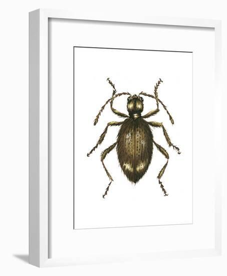 Spider Beetle Insect, Family Ptinidae, Suborder Polyphaga-Encyclopaedia Britannica-Framed Art Print