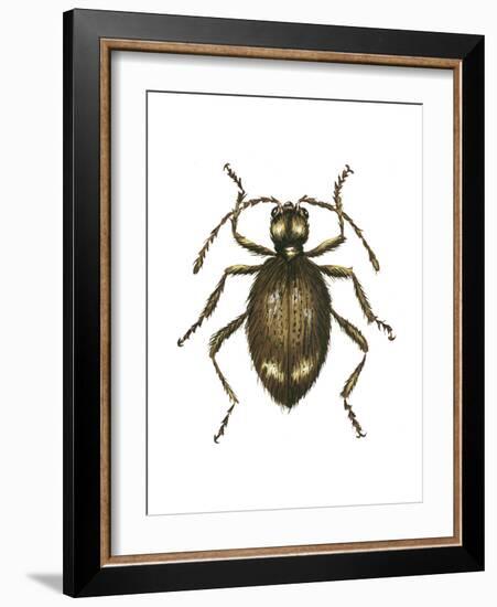 Spider Beetle Insect, Family Ptinidae, Suborder Polyphaga-Encyclopaedia Britannica-Framed Art Print