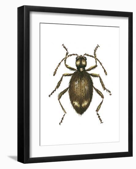 Spider Beetle Insect, Family Ptinidae, Suborder Polyphaga-Encyclopaedia Britannica-Framed Art Print