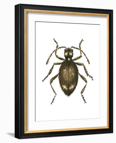 Spider Beetle Insect, Family Ptinidae, Suborder Polyphaga-Encyclopaedia Britannica-Framed Art Print