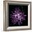 Spider Chrysanthemum 2-Magda Indigo-Framed Photographic Print