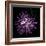 Spider Chrysanthemum 2-Magda Indigo-Framed Photographic Print