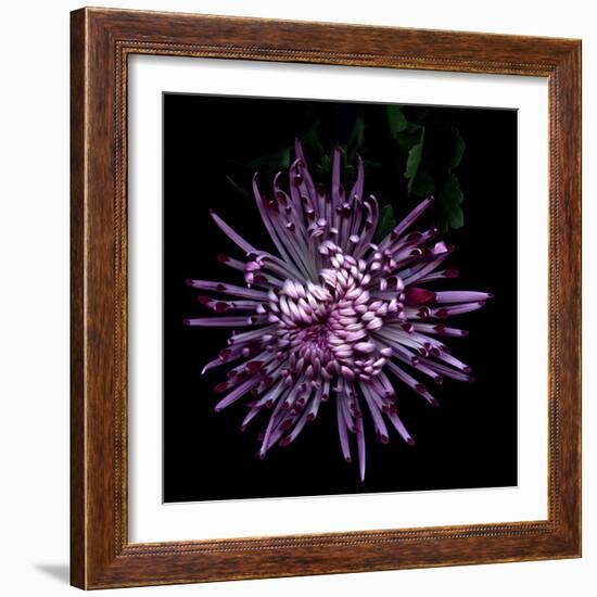 Spider Chrysanthemum 2-Magda Indigo-Framed Photographic Print