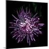 Spider Chrysanthemum 2-Magda Indigo-Mounted Photographic Print