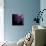 Spider Chrysanthemum-Magda Indigo-Photographic Print displayed on a wall