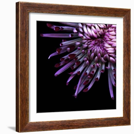 Spider Chrysanthemum-Magda Indigo-Framed Photographic Print