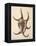 Spider Conch Shell-G.b. Sowerby-Framed Premier Image Canvas