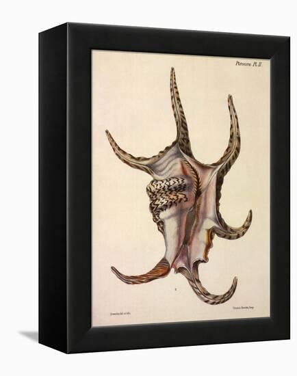 Spider Conch Shell-G.b. Sowerby-Framed Premier Image Canvas
