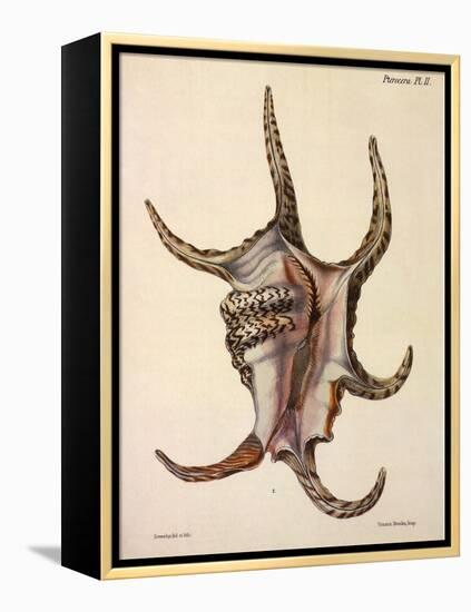 Spider Conch Shell-G.b. Sowerby-Framed Premier Image Canvas