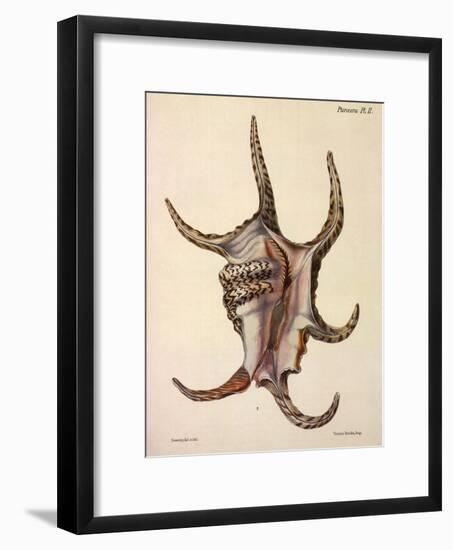 Spider Conch Shell-G.b. Sowerby-Framed Giclee Print