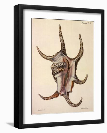 Spider Conch Shell-G.b. Sowerby-Framed Giclee Print