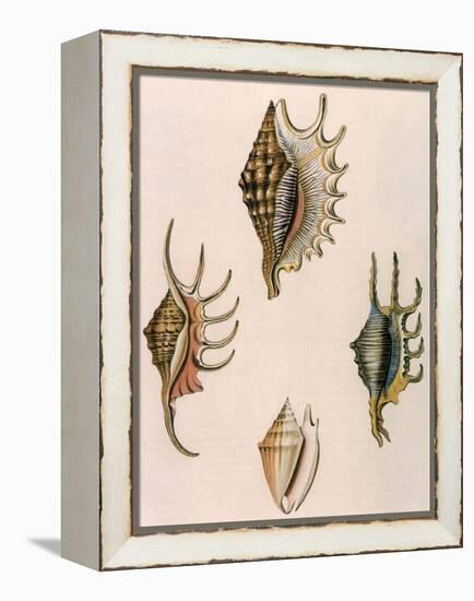 Spider-Conch Shells-G Perry-Framed Premier Image Canvas