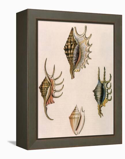 Spider-Conch Shells-G Perry-Framed Premier Image Canvas