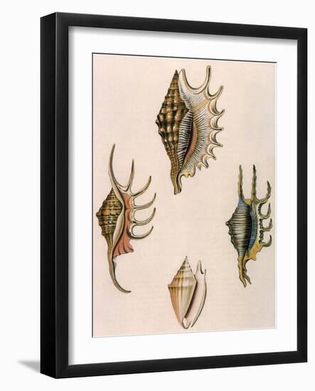 Spider-Conch Shells-G Perry-Framed Giclee Print