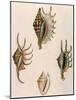 Spider-Conch Shells-G Perry-Mounted Giclee Print