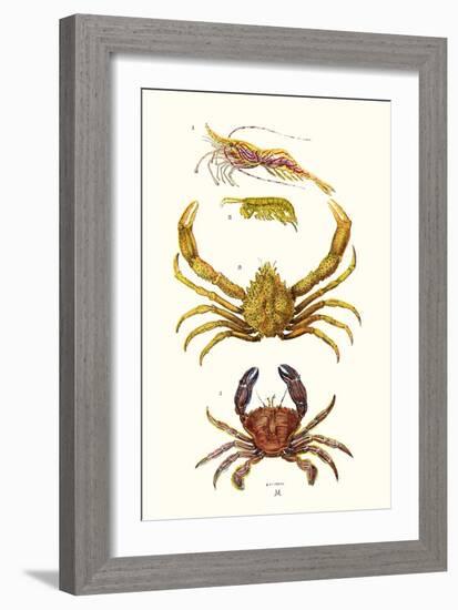 Spider Crab, Sand Skipper, Prawn, Velvet Swimming Crab-James Sowerby-Framed Art Print