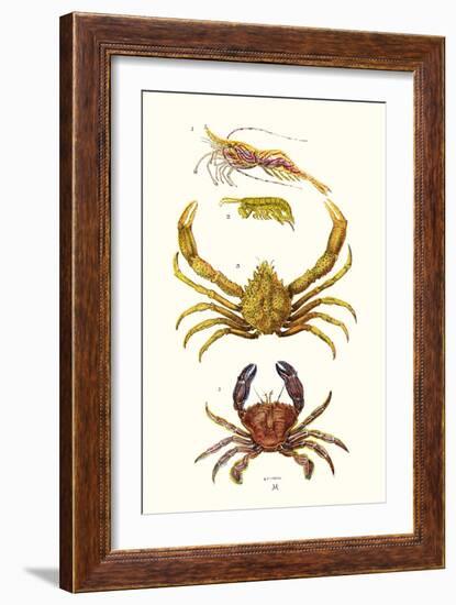 Spider Crab, Sand Skipper, Prawn, Velvet Swimming Crab-James Sowerby-Framed Art Print