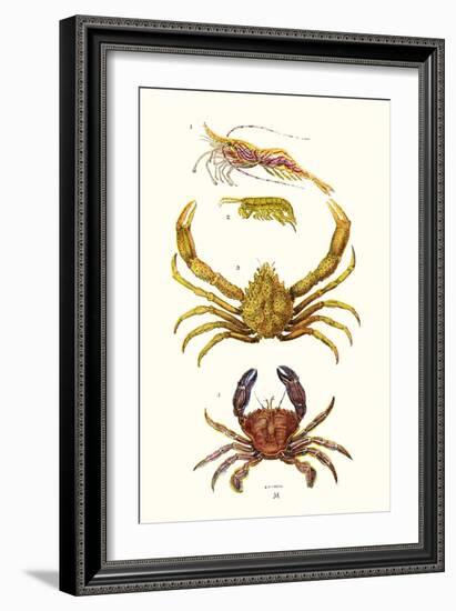 Spider Crab, Sand Skipper, Prawn, Velvet Swimming Crab-James Sowerby-Framed Art Print