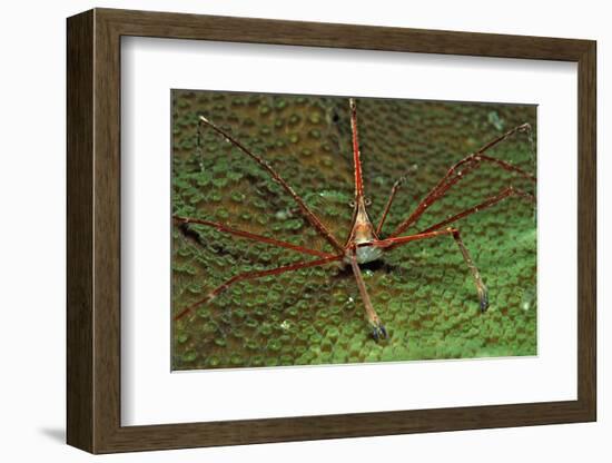 Spider Crab, Stenorhynchus Seticornus, British Virgin Islands, Bvi, Caribbean Sea, Leeward Islands-Reinhard Dirscherl-Framed Photographic Print