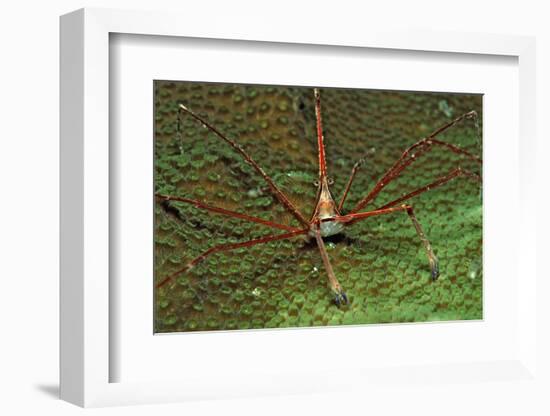 Spider Crab, Stenorhynchus Seticornus, British Virgin Islands, Bvi, Caribbean Sea, Leeward Islands-Reinhard Dirscherl-Framed Photographic Print