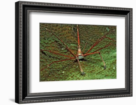 Spider Crab, Stenorhynchus Seticornus, British Virgin Islands, Bvi, Caribbean Sea, Leeward Islands-Reinhard Dirscherl-Framed Photographic Print