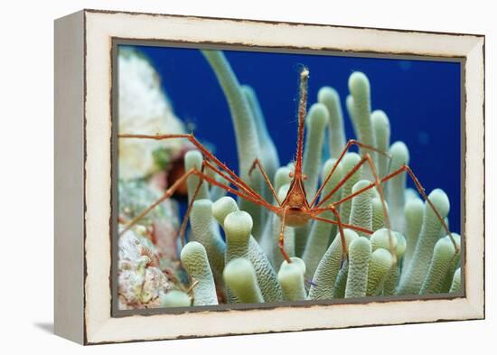 Spider Hermit Crab, Stenorhynchus Seticornis, Netherlands Antilles, Bonaire, Caribbean Sea-Reinhard Dirscherl-Framed Premier Image Canvas