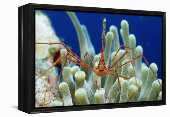 Spider Hermit Crab, Stenorhynchus Seticornis, Netherlands Antilles, Bonaire, Caribbean Sea-Reinhard Dirscherl-Framed Premier Image Canvas