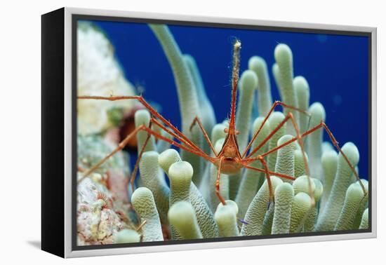 Spider Hermit Crab, Stenorhynchus Seticornis, Netherlands Antilles, Bonaire, Caribbean Sea-Reinhard Dirscherl-Framed Premier Image Canvas