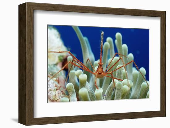 Spider Hermit Crab, Stenorhynchus Seticornis, Netherlands Antilles, Bonaire, Caribbean Sea-Reinhard Dirscherl-Framed Premium Photographic Print
