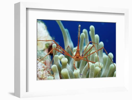 Spider Hermit Crab, Stenorhynchus Seticornis, Netherlands Antilles, Bonaire, Caribbean Sea-Reinhard Dirscherl-Framed Premium Photographic Print