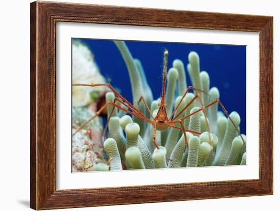 Spider Hermit Crab, Stenorhynchus Seticornis, Netherlands Antilles, Bonaire, Caribbean Sea-Reinhard Dirscherl-Framed Photographic Print