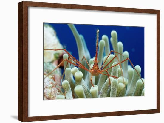 Spider Hermit Crab, Stenorhynchus Seticornis, Netherlands Antilles, Bonaire, Caribbean Sea-Reinhard Dirscherl-Framed Photographic Print