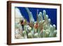 Spider Hermit Crab, Stenorhynchus Seticornis, Netherlands Antilles, Bonaire, Caribbean Sea-Reinhard Dirscherl-Framed Photographic Print