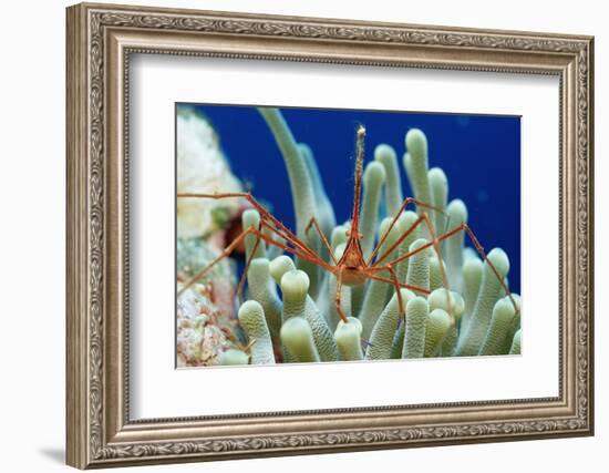 Spider Hermit Crab, Stenorhynchus Seticornis, Netherlands Antilles, Bonaire, Caribbean Sea-Reinhard Dirscherl-Framed Photographic Print