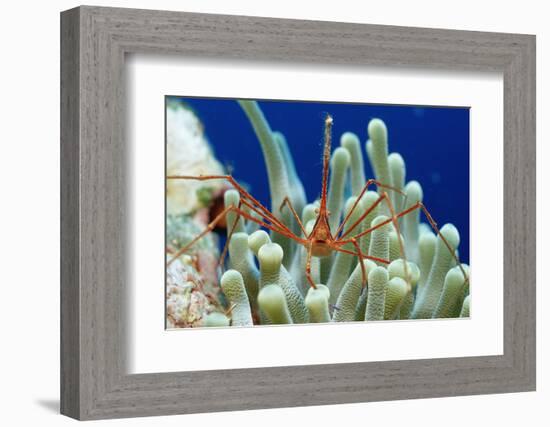 Spider Hermit Crab, Stenorhynchus Seticornis, Netherlands Antilles, Bonaire, Caribbean Sea-Reinhard Dirscherl-Framed Photographic Print