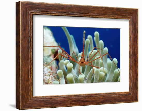 Spider Hermit Crab, Stenorhynchus Seticornis, Netherlands Antilles, Bonaire, Caribbean Sea-Reinhard Dirscherl-Framed Photographic Print