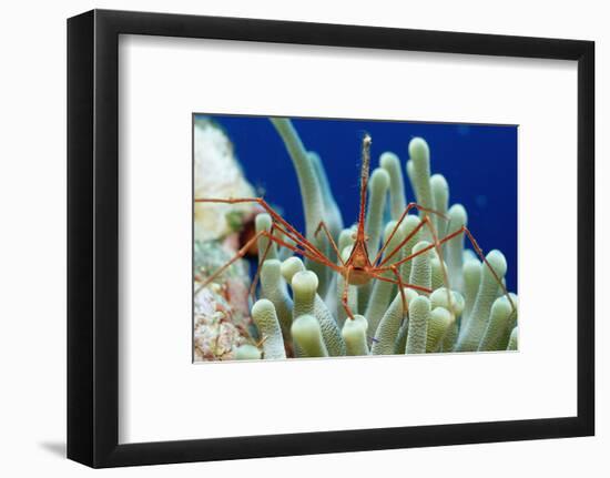 Spider Hermit Crab, Stenorhynchus Seticornis, Netherlands Antilles, Bonaire, Caribbean Sea-Reinhard Dirscherl-Framed Photographic Print